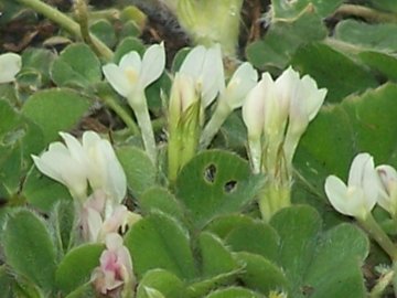 Trifoglio dal fiore irregolare - T. subterraneum